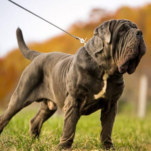 Grey hot sale neapolitan mastiff